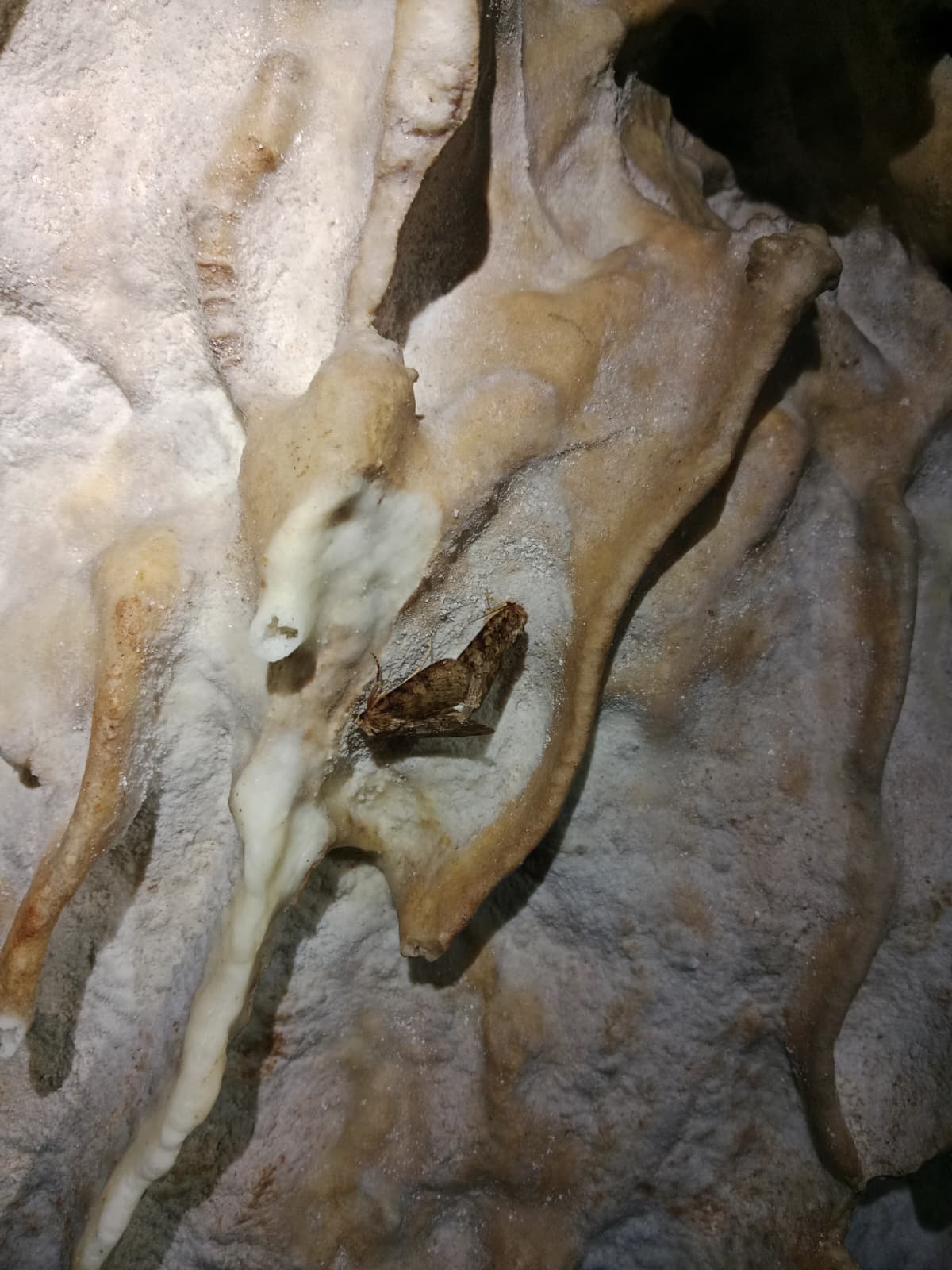 Moth resting on mineral formations inside Cueva Forat la Bou