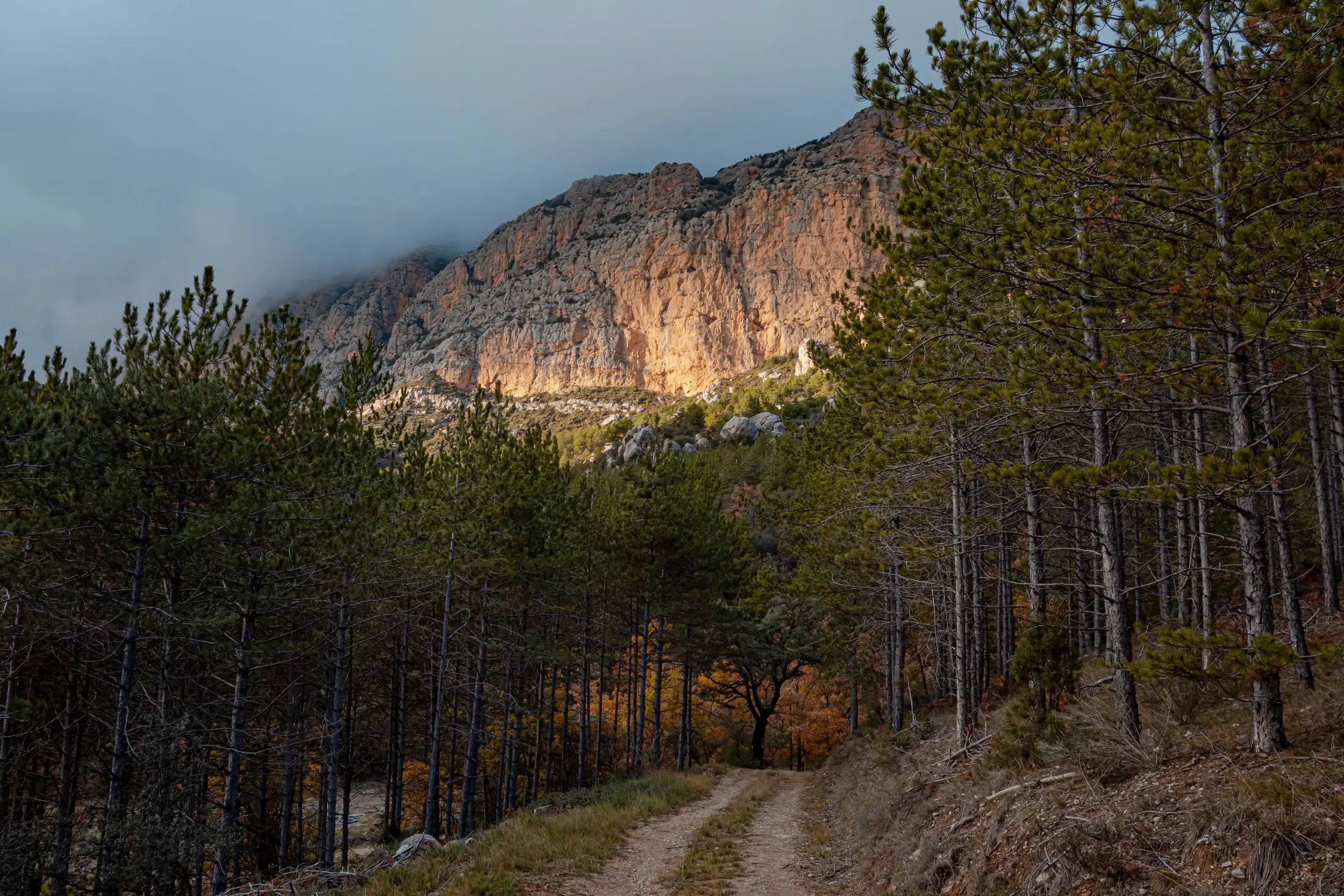 Sendero entre pinares y paredes rocosas en la Reserva de Boumort