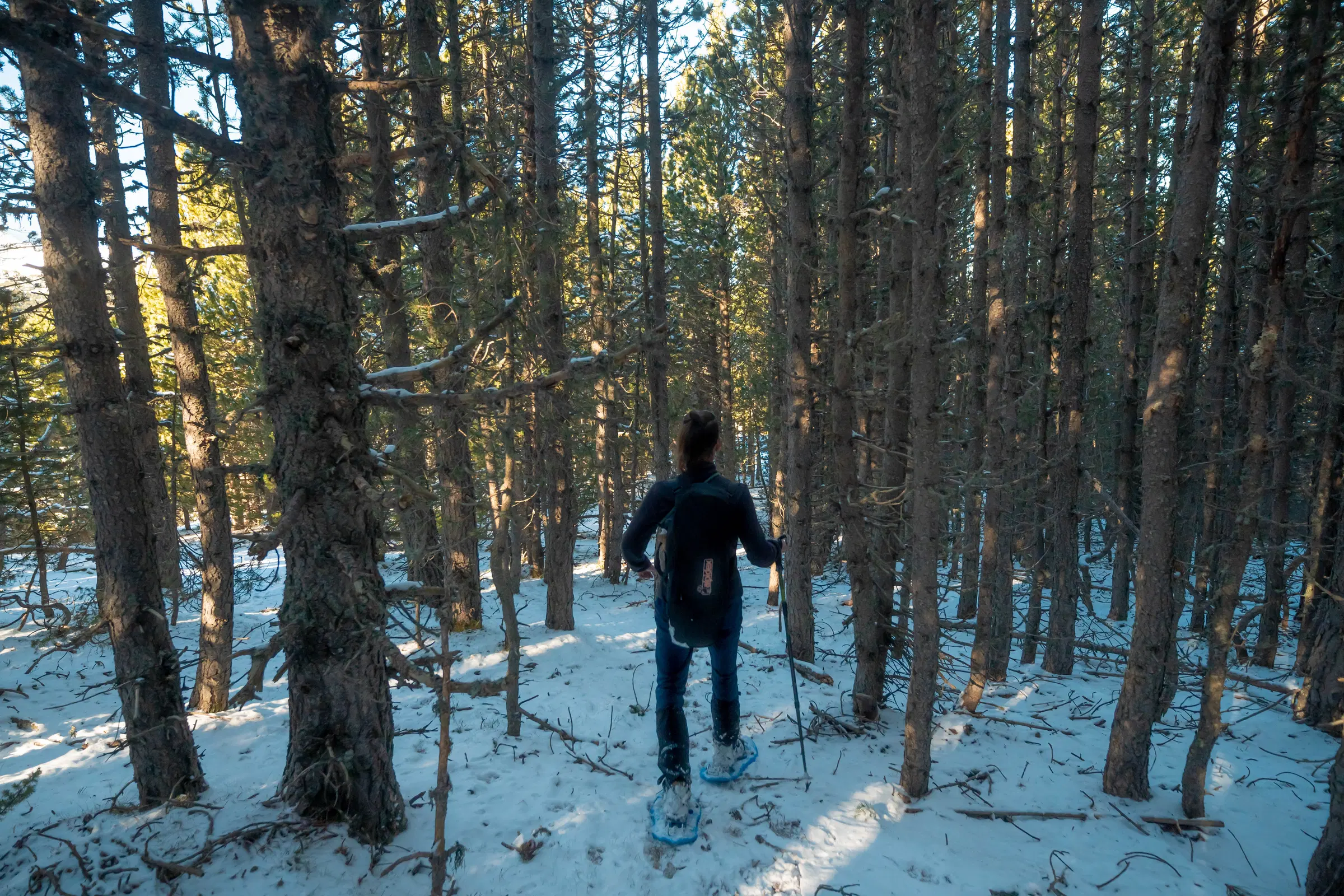 Excursionista con raquetas caminando por un denso bosque de pinos durante la ruta al Refugi Comes de Rubió