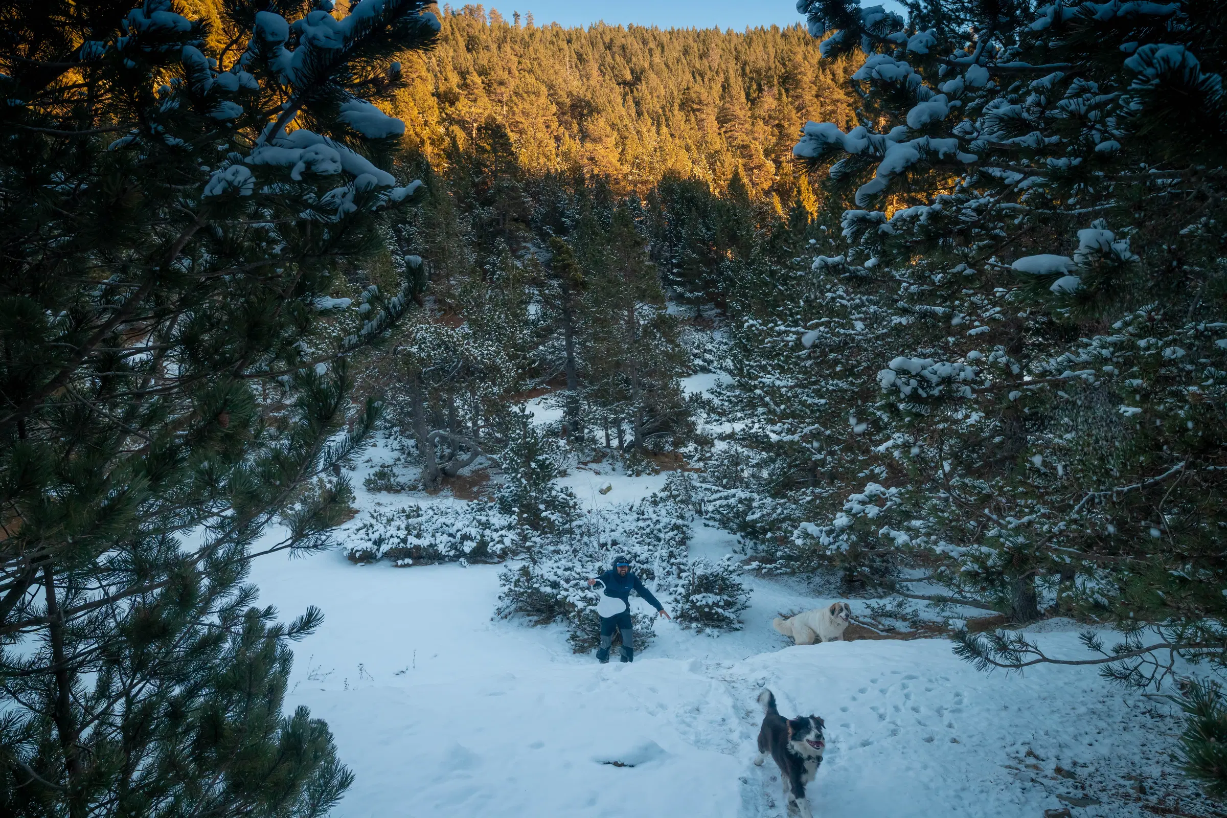 Bosque de pinos cubierto de nieve durante la ruta desde el Refugi Comes de Rubió