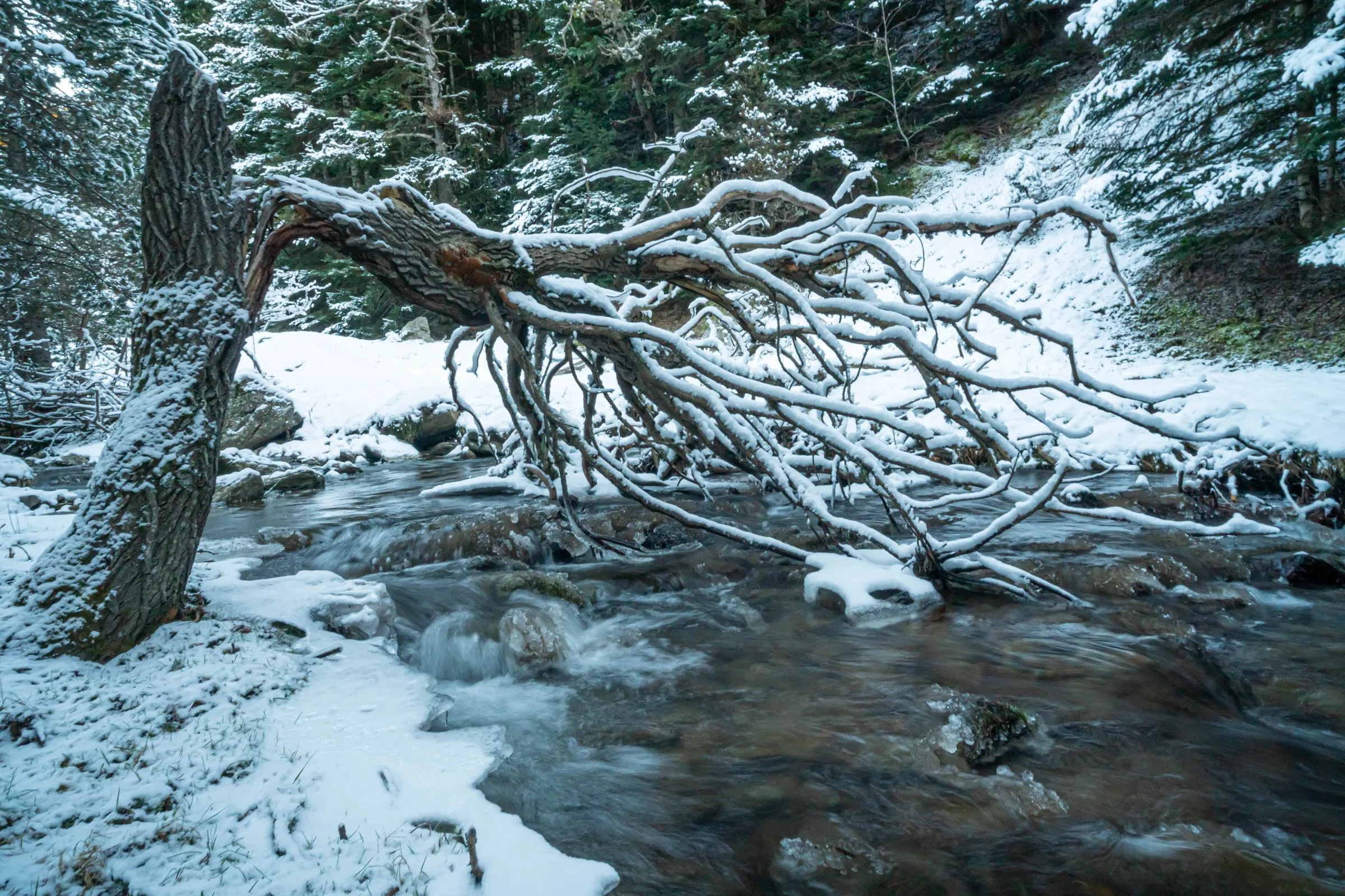Arroyo de montaña nevado bajo árboles caídos durante la ruta al Refugi Comes de Rubió