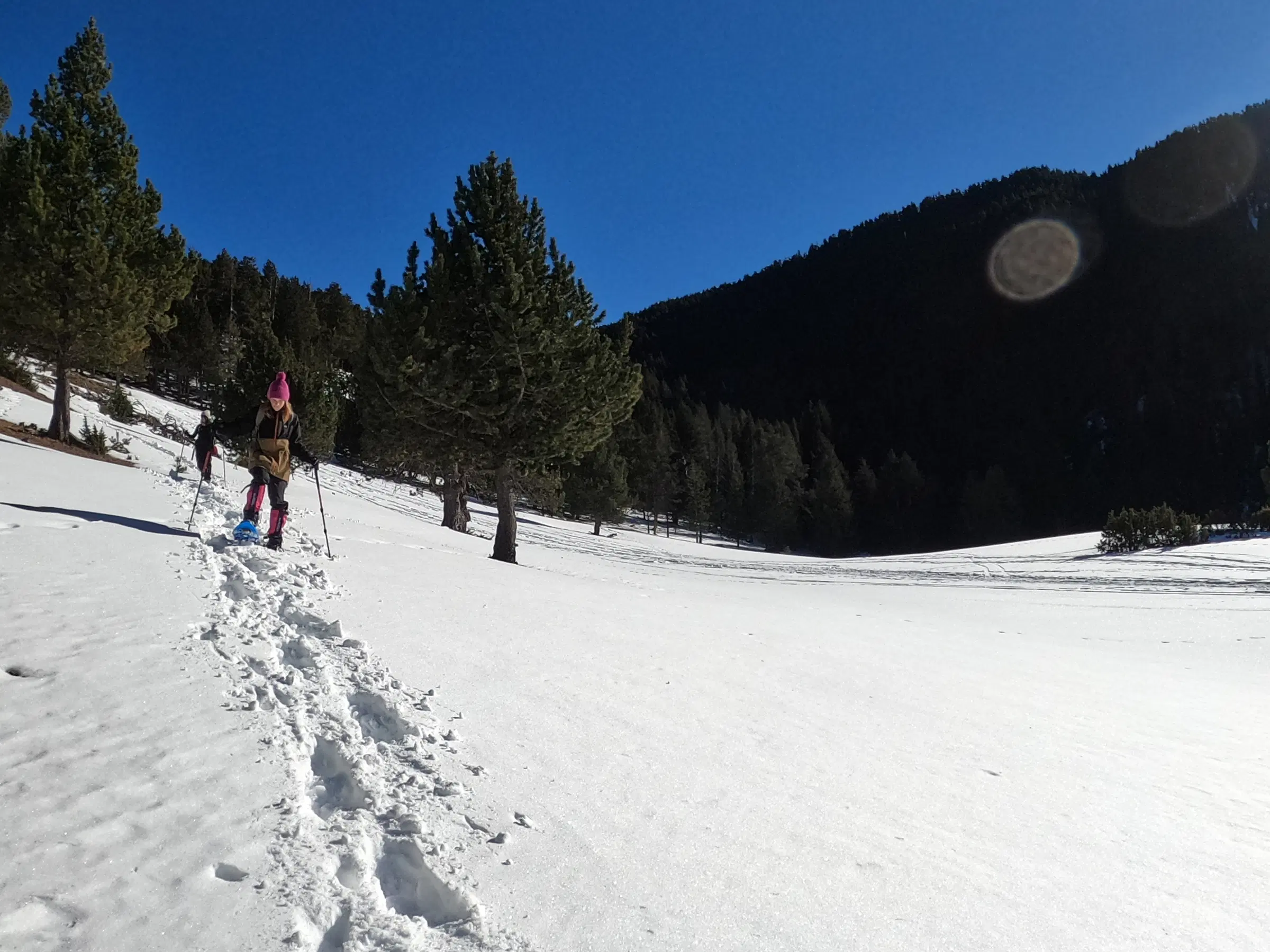 Ruta con raquetas de nieve por un paisaje abierto y nevado rodeado de bosque de pinos, camino del Refugi Pla de la Font, en los Pirineos catalanes
