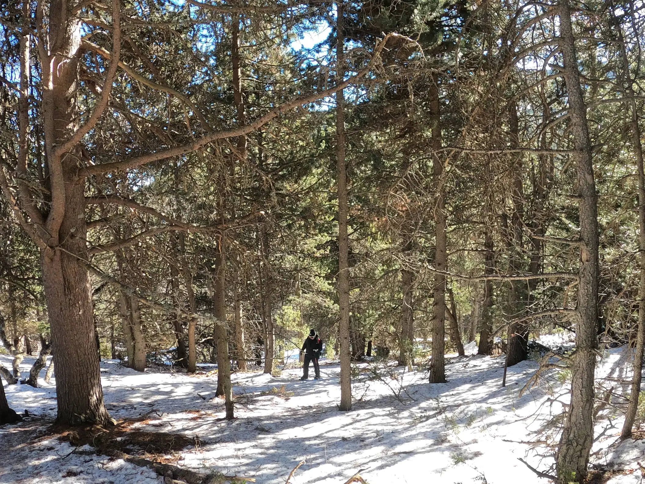 Ruta con raquetas de nieve por un denso bosque de pinos con el suelo cubierto de nieve, camino del Refugi Pla de la Font, en los Pirineos catalanes