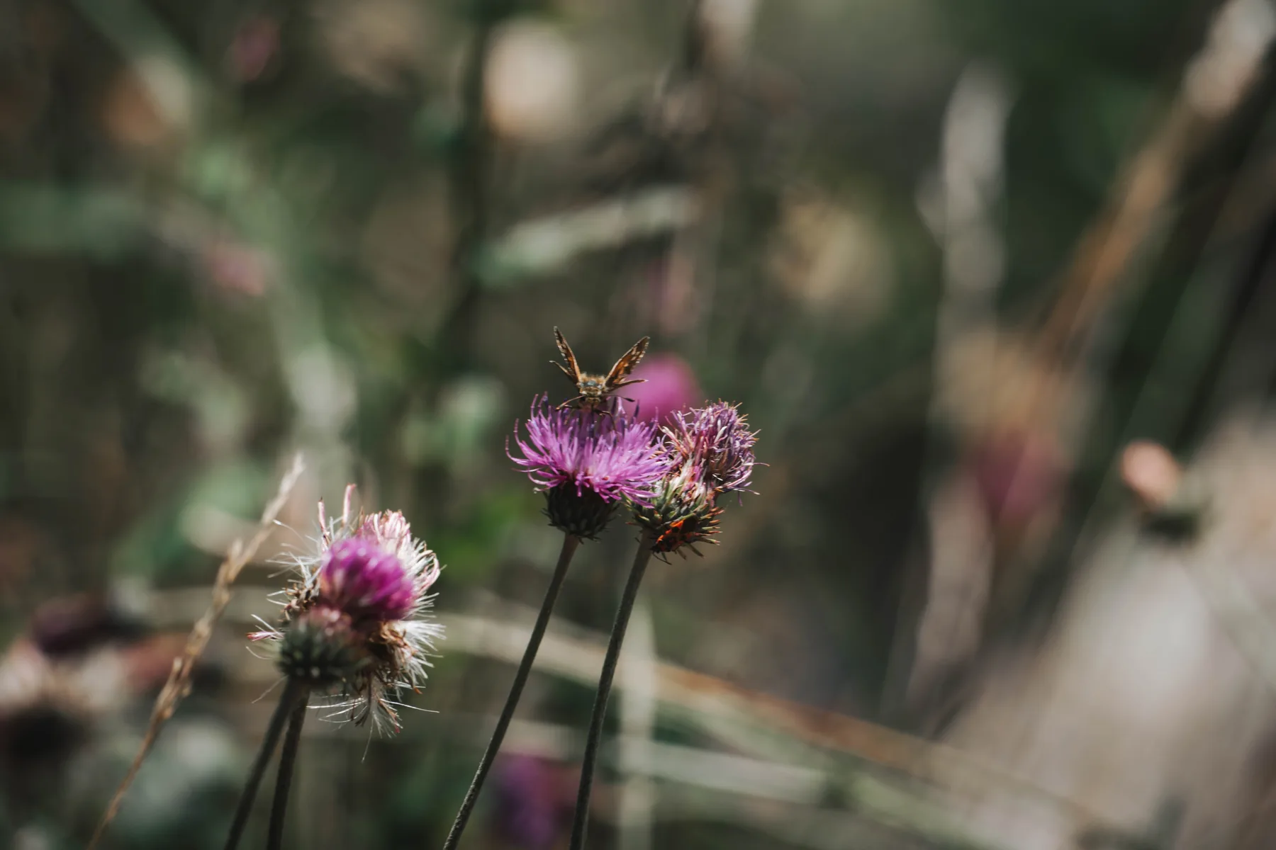 Flor silvestre con insecto en la vegetación del Parque Nacional de Aigüestortes.