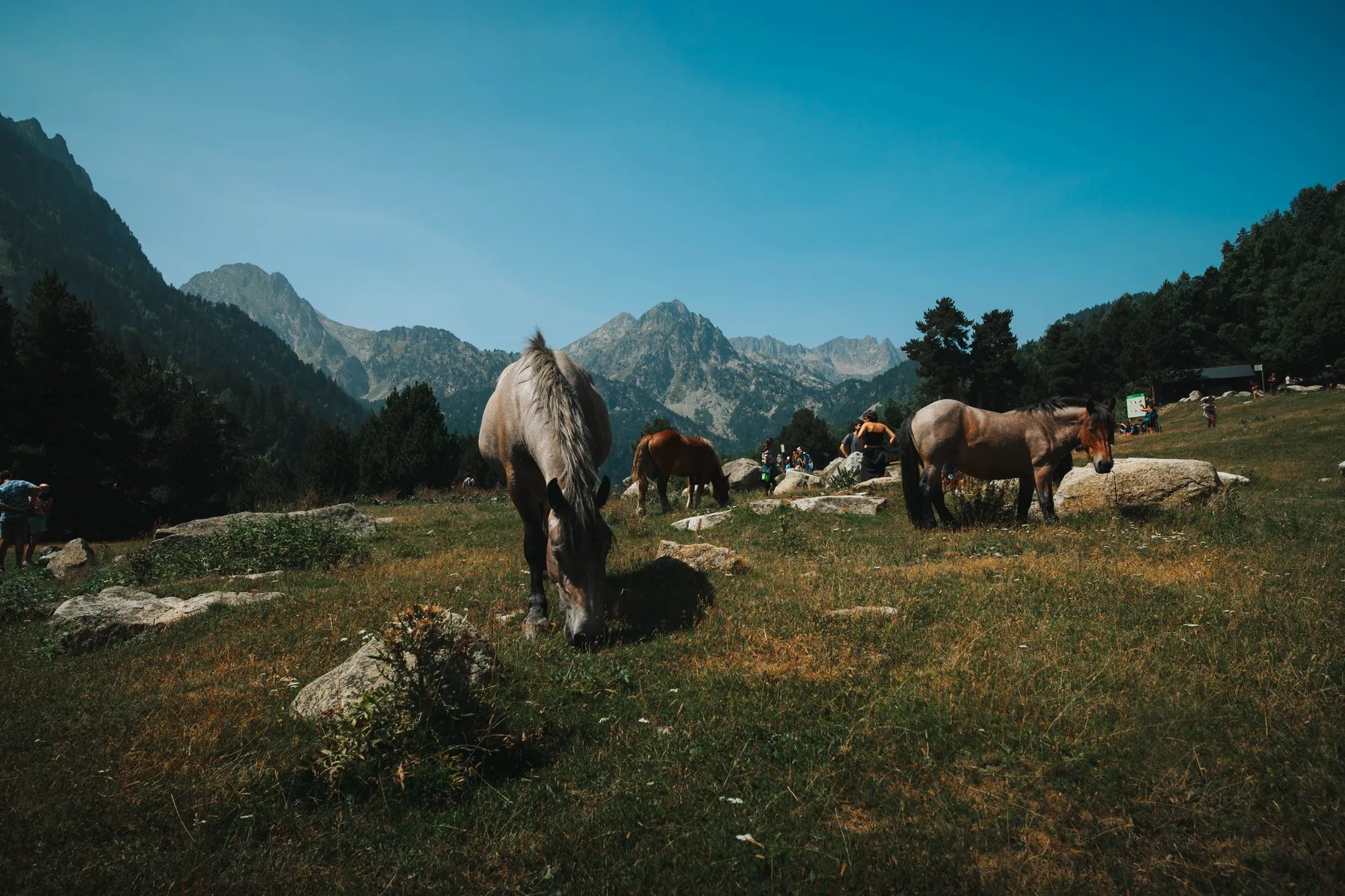 Caballos pastando en un prado de montaña en el entorno de Aigüestortes.