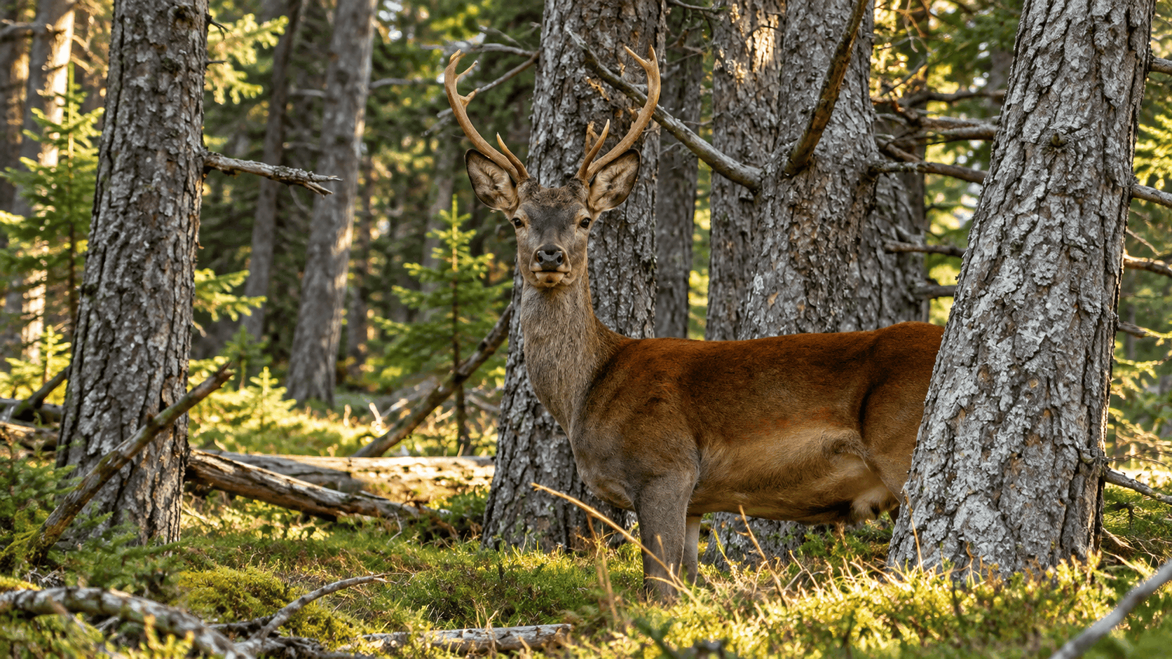 Qué hacer en La Pobla de Segur: observar ciervos en libertad durante la berrea en la Reserva Nacional de Caza de Boumort, en el Pallars.