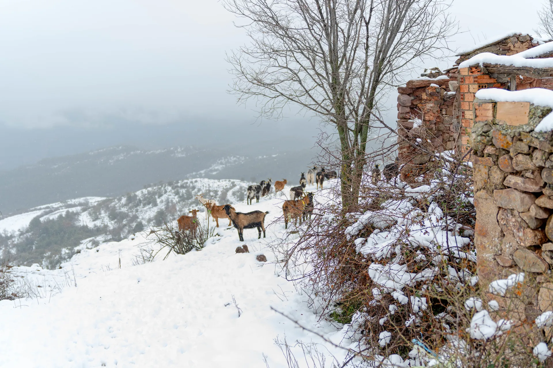 Montsor en invierno, uno de los pueblos abandonados en Cataluña, entre nieve y montañas del Pallars Jussà